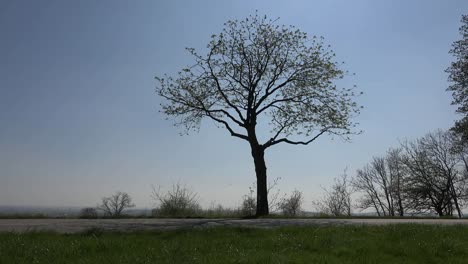 France-Bicyclers-And-Tree-Silouette